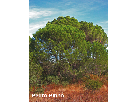 Pinus-pinea